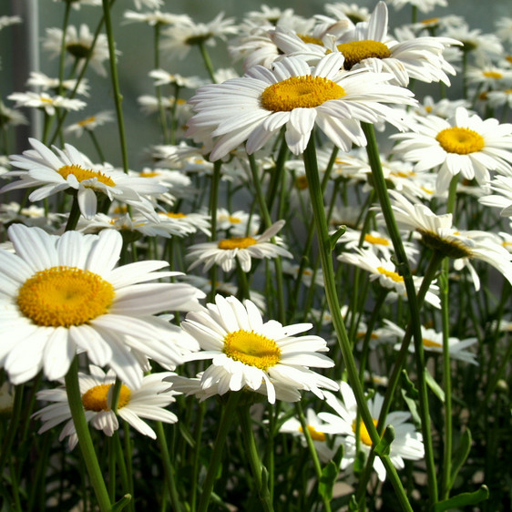 Shasta Daisy Seeds | Non-GMO | Free Shipping | Seed Store | 1178