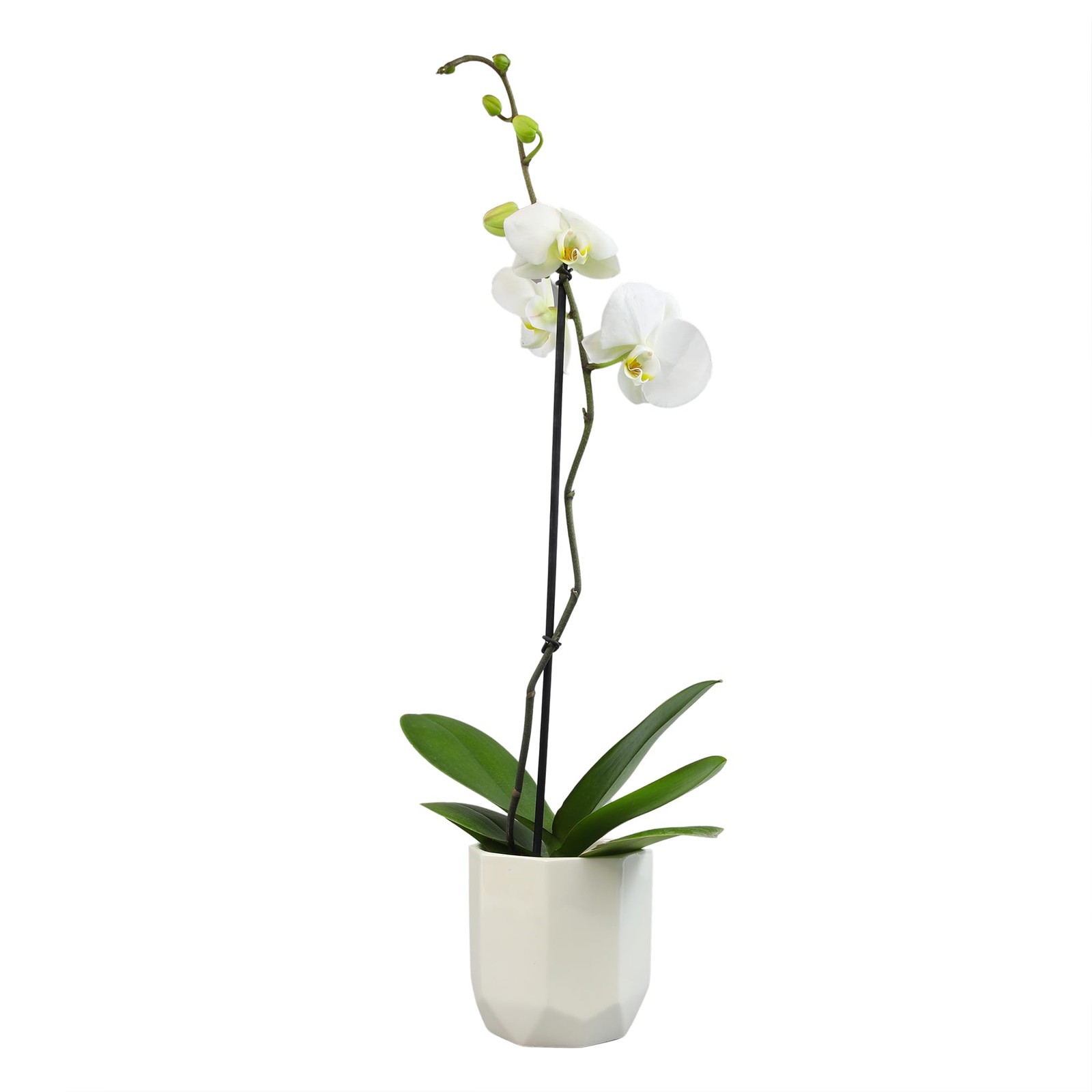 White Phalaenopsis Live Orchid Plant White Orchid Pot 20-24 Live Plant Gift