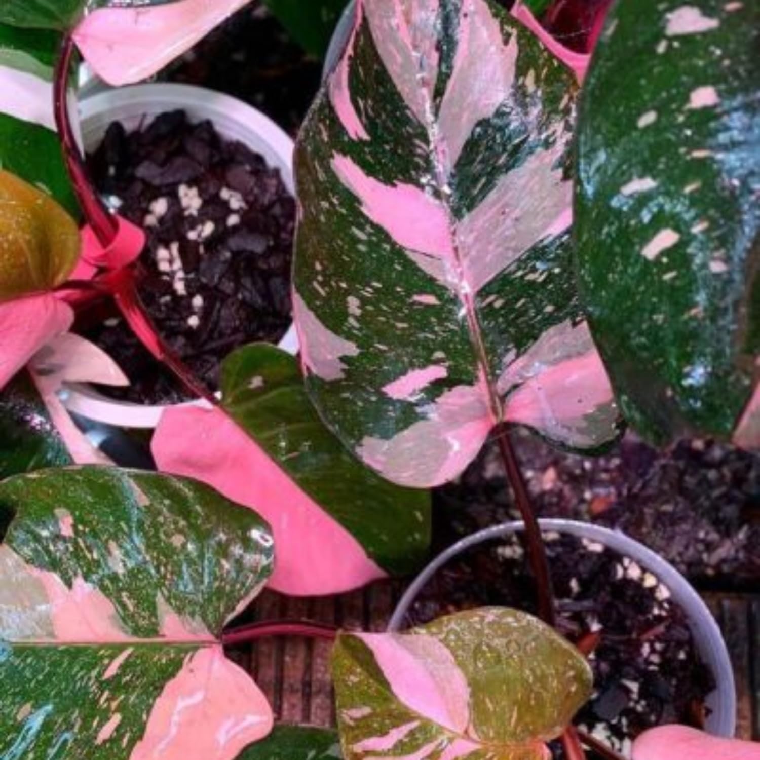 2 Pink Philodendron Plants Live, Rare Variegated Indoor Houseplant