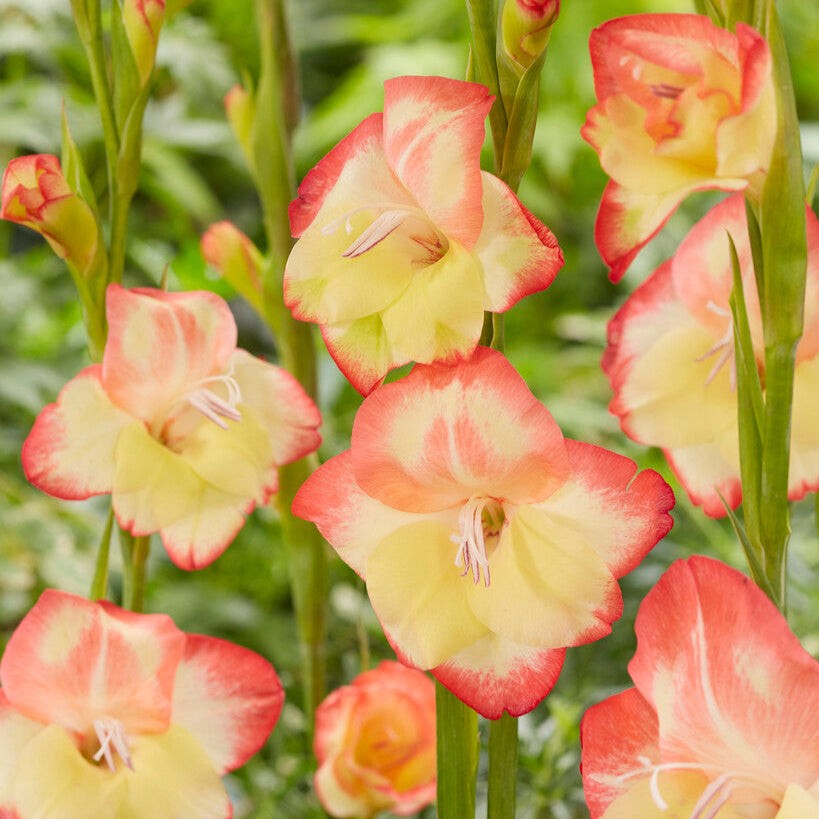 Hardy Gladiolus Las Vegas 10 Plant Bulbs, Apricot Yellow Flowers Spring Summer