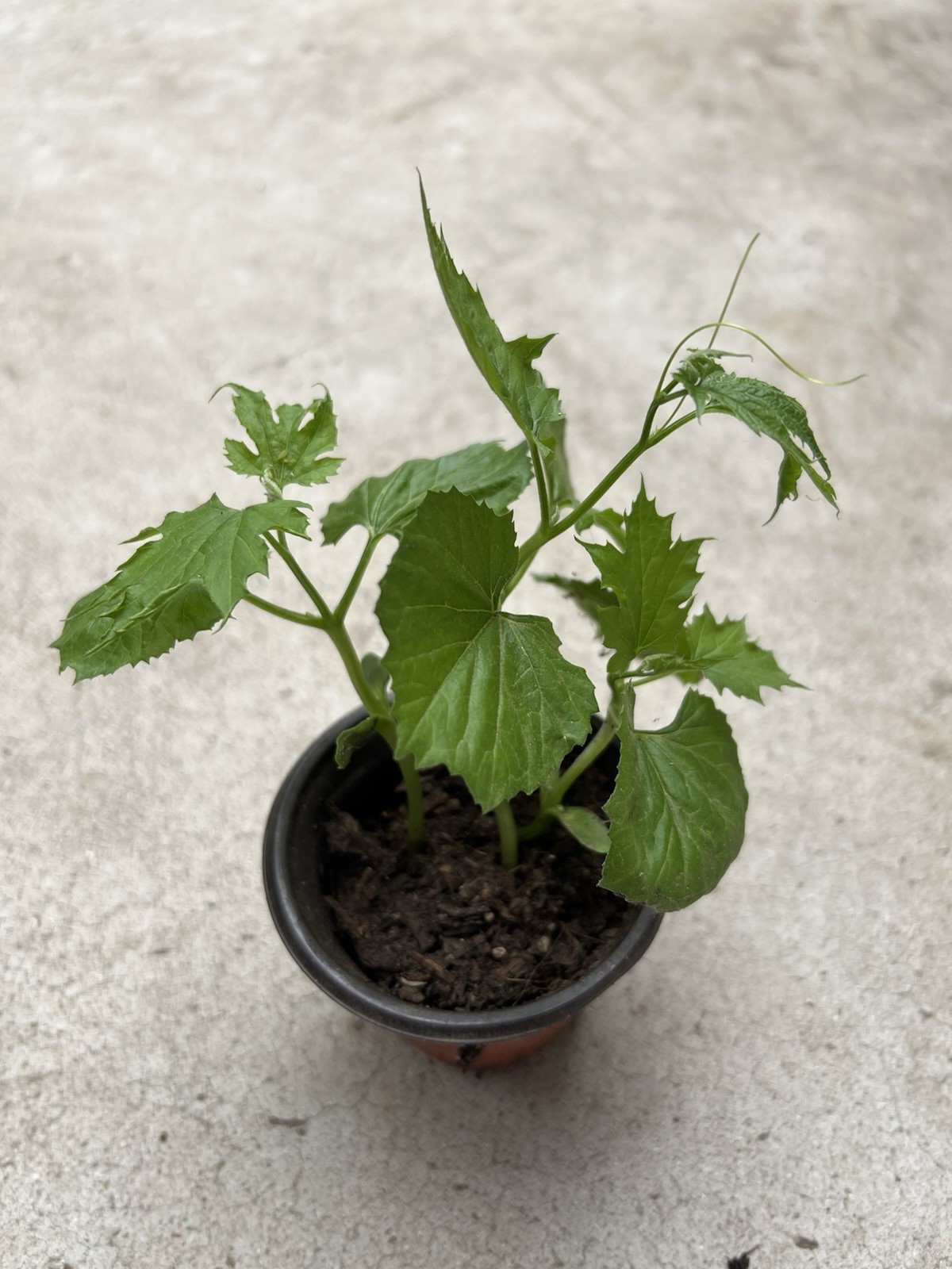 BitterMelon Starter Plant With Pot 6” Bitter Gourd Ready To Plant