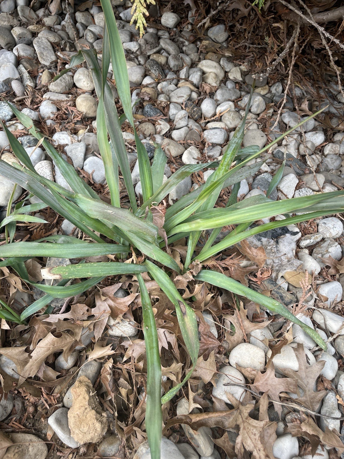 Yucca Bare root Small (Spanish Bayonet Variety) Look Like Palm Trees
