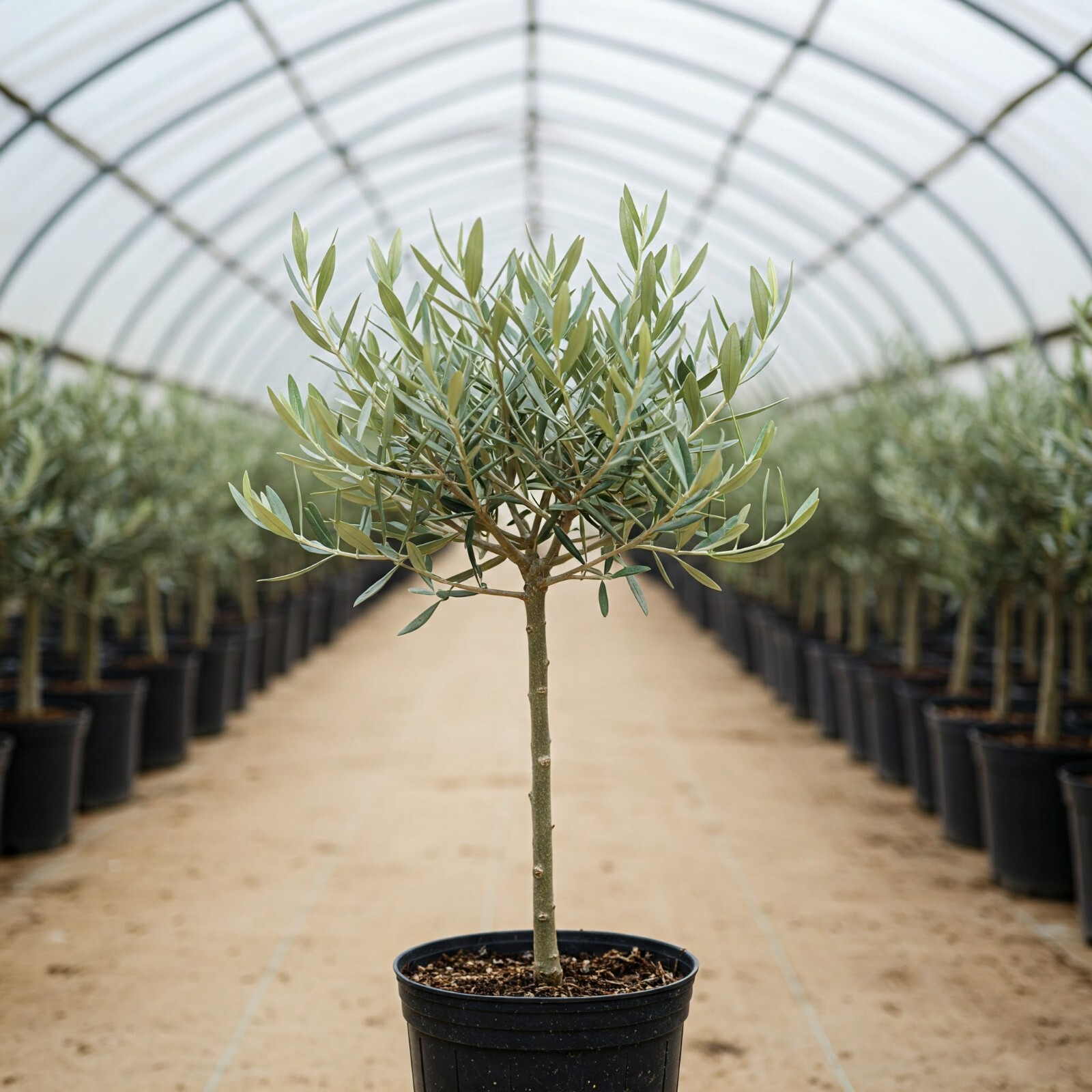 Arbequina Olive Tree Olea Europaea Live Plant Fruiting 2 Gallon Pot 2-3 Ft Tall