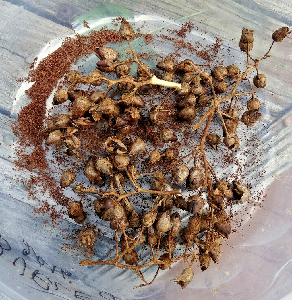 2000+ Virginia Gold Tobacco Seeds Fresh 2022 Crop Growing Instructions Included