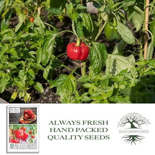Big Red Bell Pepper Seeds (Capsicum annuum) – 50+ Non-GMO Heirloom Seeds by