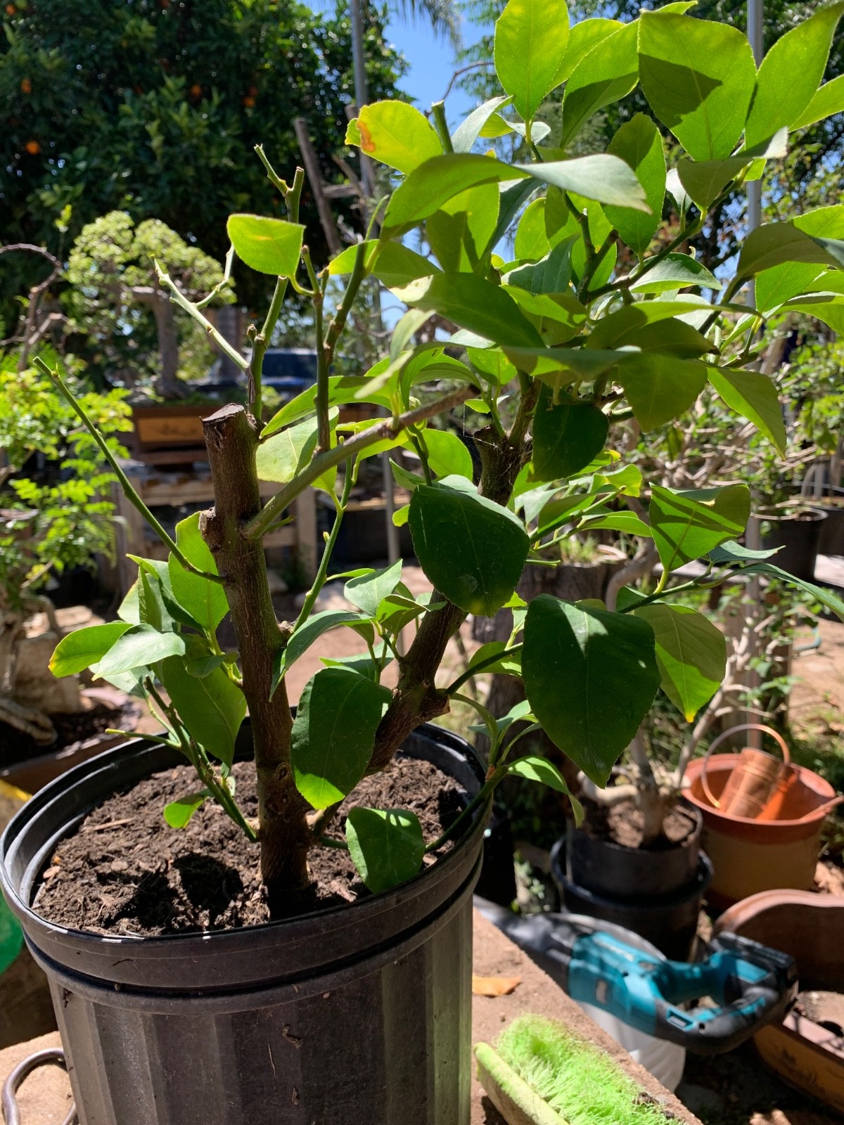 Beautiful Lemon Tree ready for bonsai