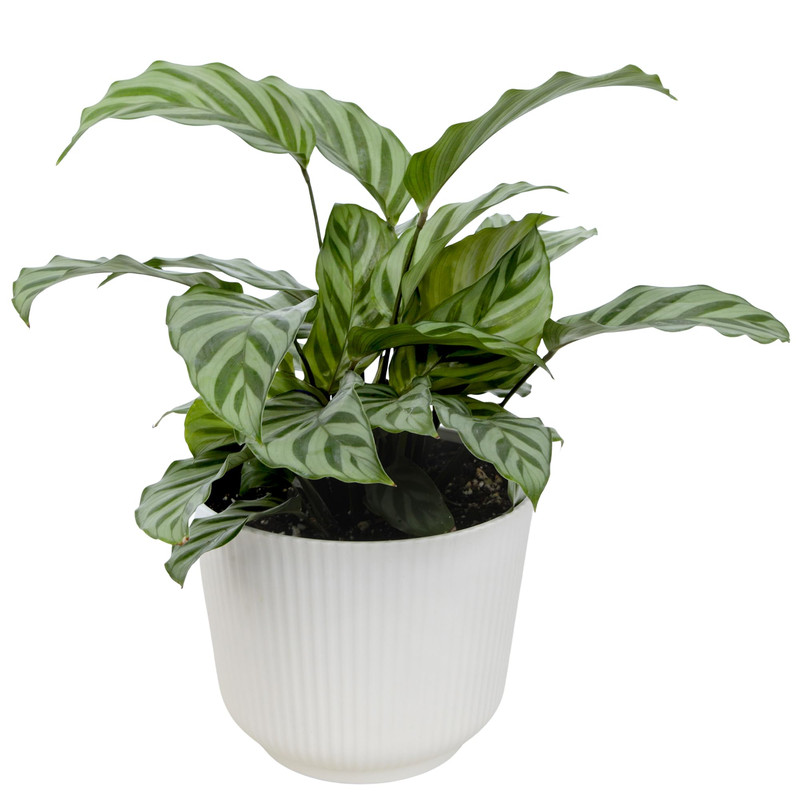 Plants For Pets Peacock Calathea Freddie Pet Friendly Prayer Decor In 6 White