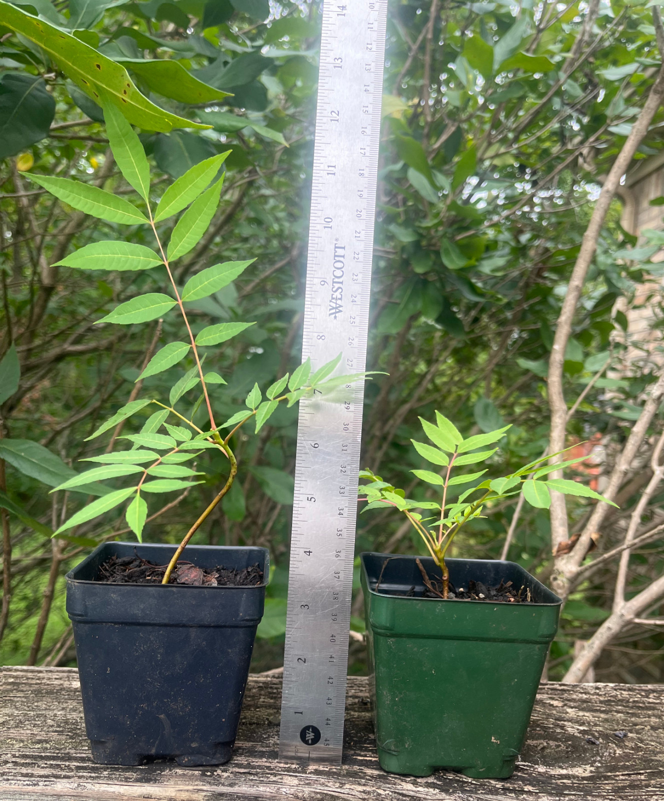 Chinese Toon Tree Starter Plant trunk Diameter 4 to 5 cm Toona Sinensis, Edible
