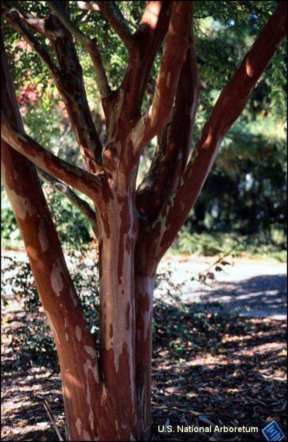 Natchez Crape Myrtle: Majestic Beauty and Continuous Blooms for Your Landscape