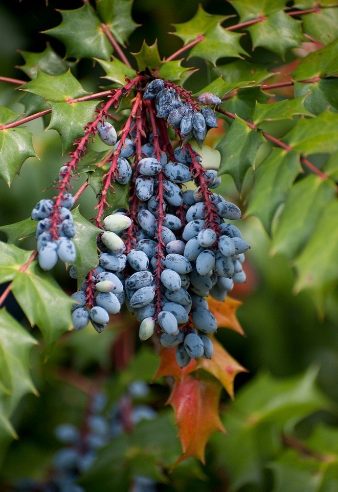 1 Oregon Grape Mahonia aquifolium Evergreen Shrub 6-12″