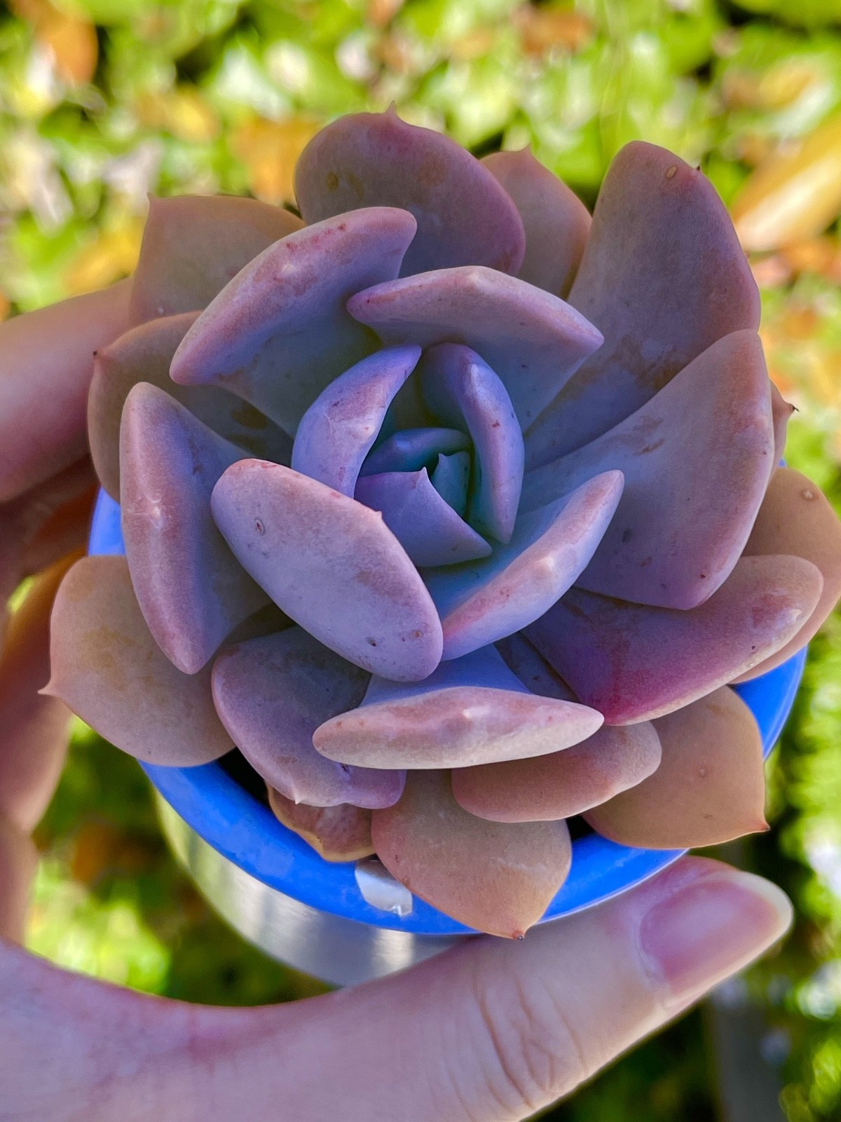 Rare Echeveria Succulent Misty Lilac Rooted Live Plant 1-2 Inch Baby Plant
