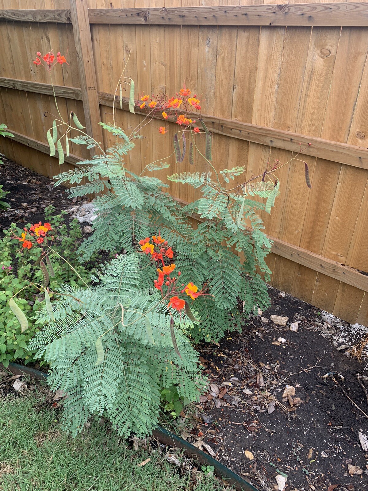 Pride of Barbados  15 seeds