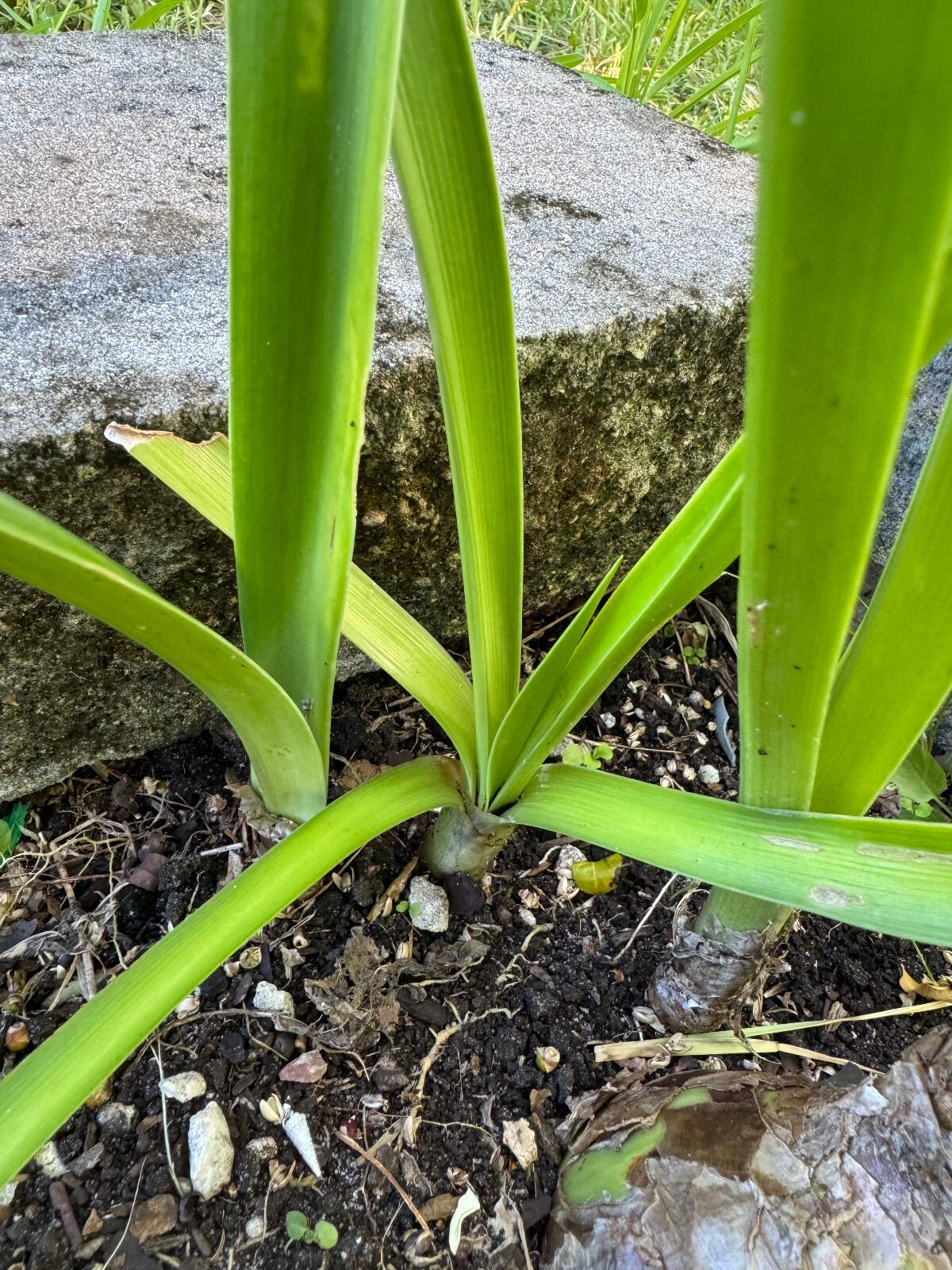 Two 1-2 inch Amaryllis bare root bulbs. Dug up immediately prior to shipping.