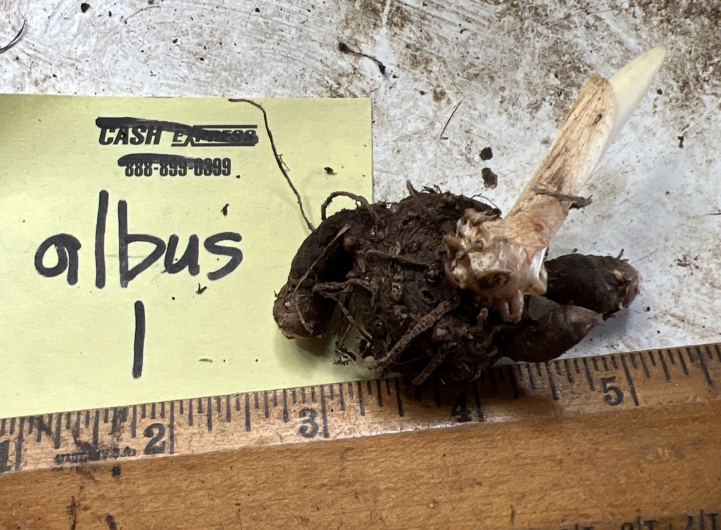 Amorphophallus albus #1 Voodoo Lily