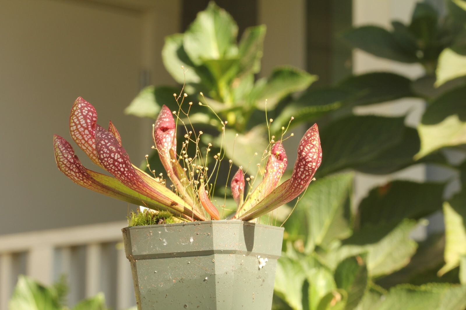 LIVE Carnivorous Pitcher Plant (Sarracenia “Scarlet Belle”) Beginner Friendly