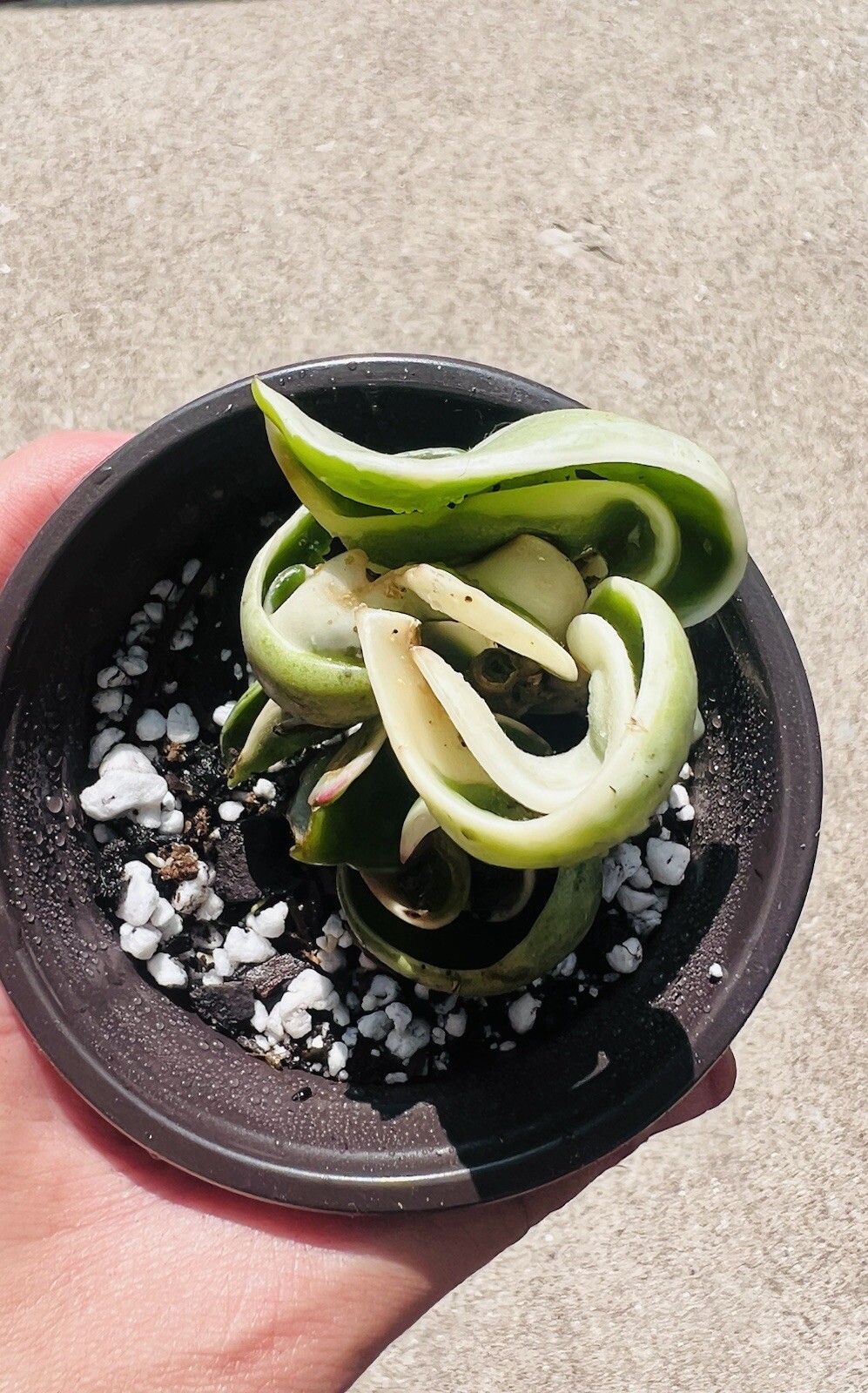 Variegated Hoya Rope Plant, Hindu Rope Plant Variegated Rooted With Pot!