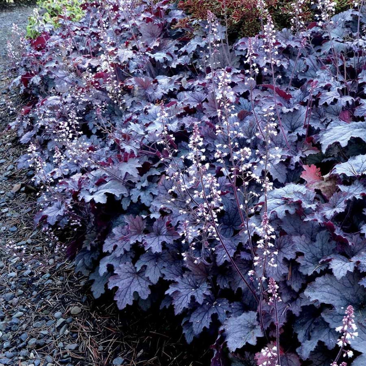 heucherella PLUM CASCADE tiarella new coral bells 2.5″ pot = 1 Live Potted Plant