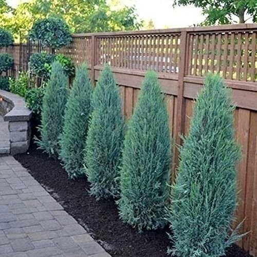 Juniper Blue Arrow | 1 Gallon | Juniperus scopulorum | Low Maintenance Tree