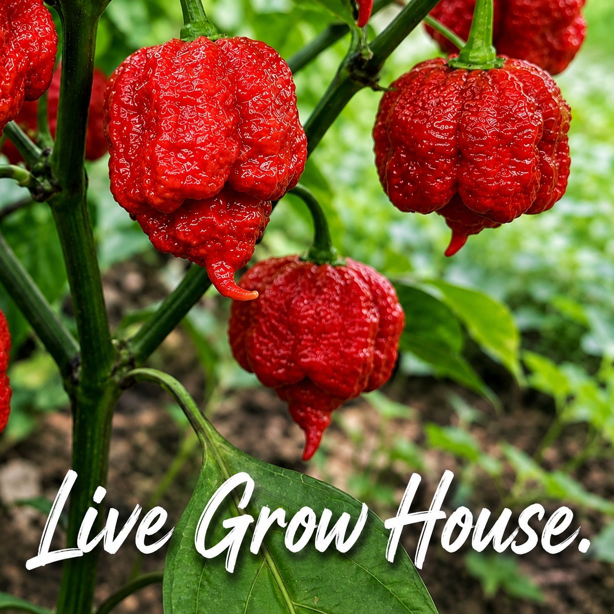 🌶️ Carolina Reaper Pepper Seeds (10) | OPEN POLLINATED | Superhot
