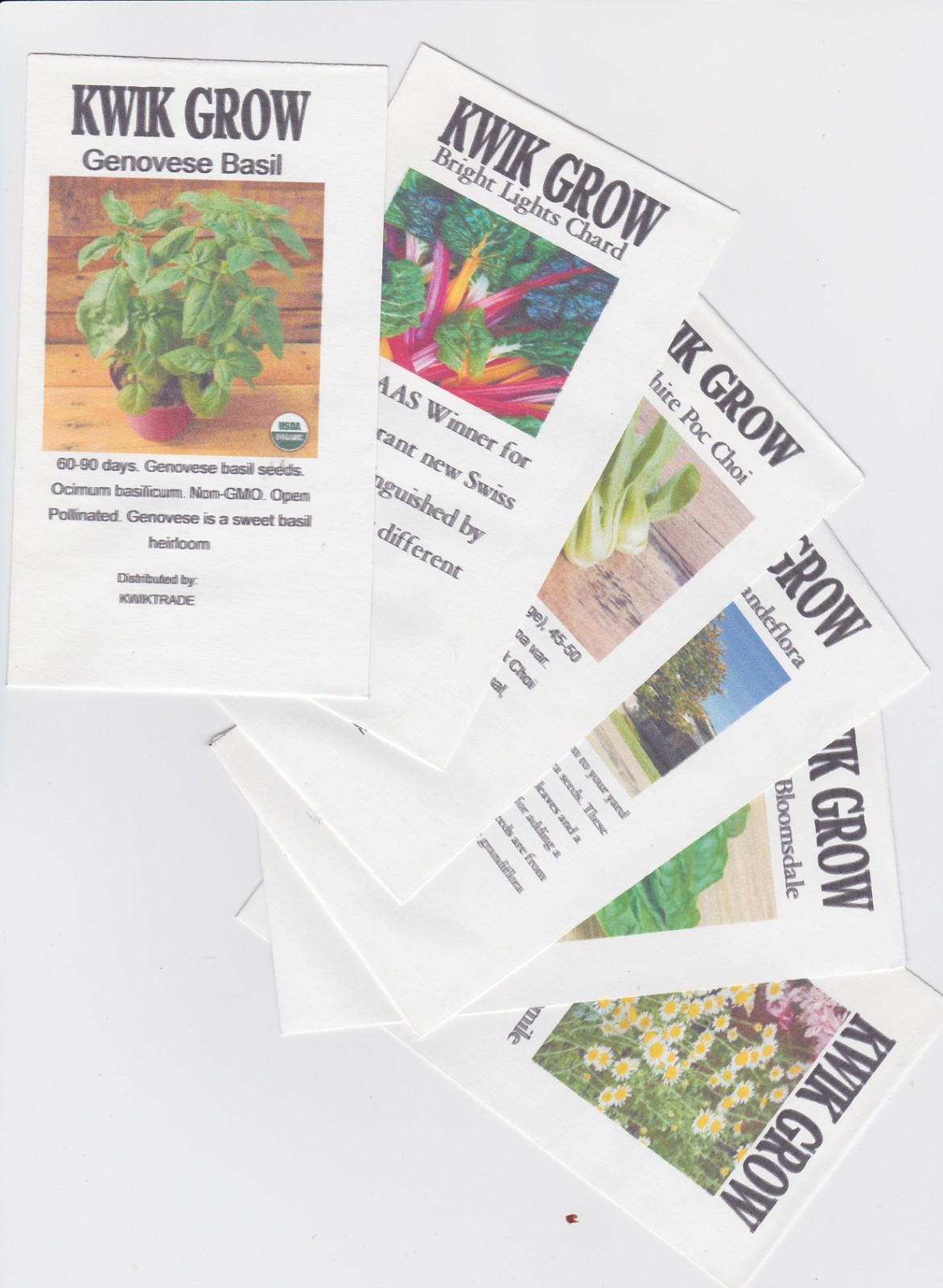 COLEUS Rainbow Mix 125 Seeds Shade, Garden, Container, Houseplant Free Shipping