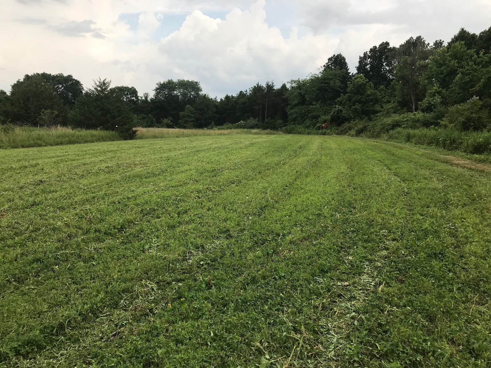 Attractive Multi-Year White Clover Food Plot Seed for Deer/turkey – Spring/Fall
