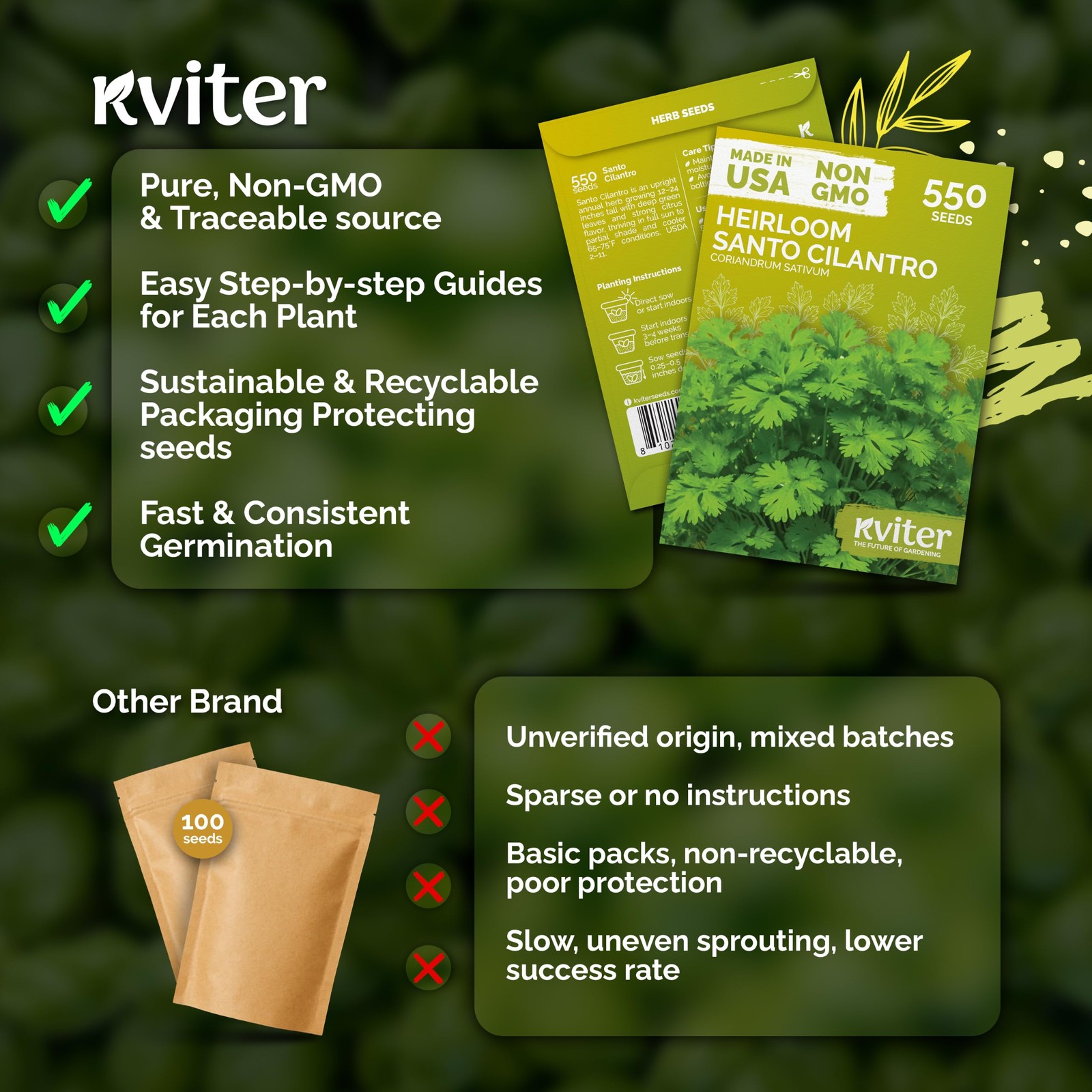 KVITER 550 Santo Cilantro Seeds (Coriandrum Sativum)