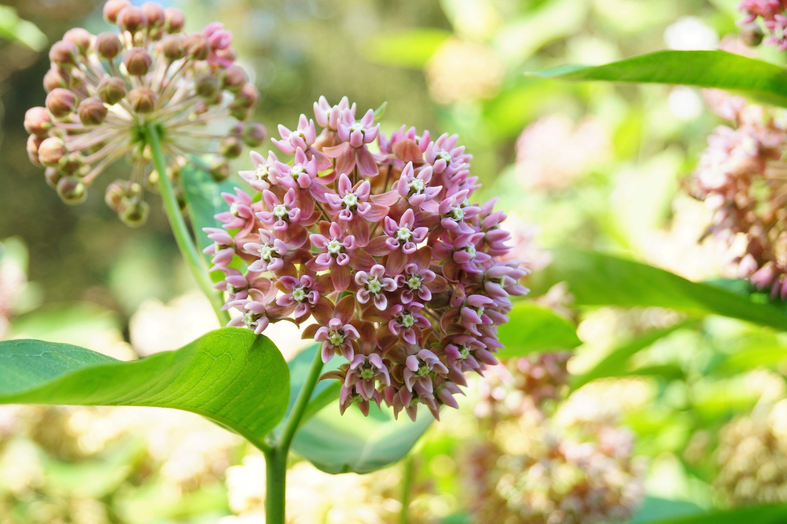 100 PINK COMMON MILKWEED Asclepias Syriaca MONARCHS! Flower Seeds *Flat S/H