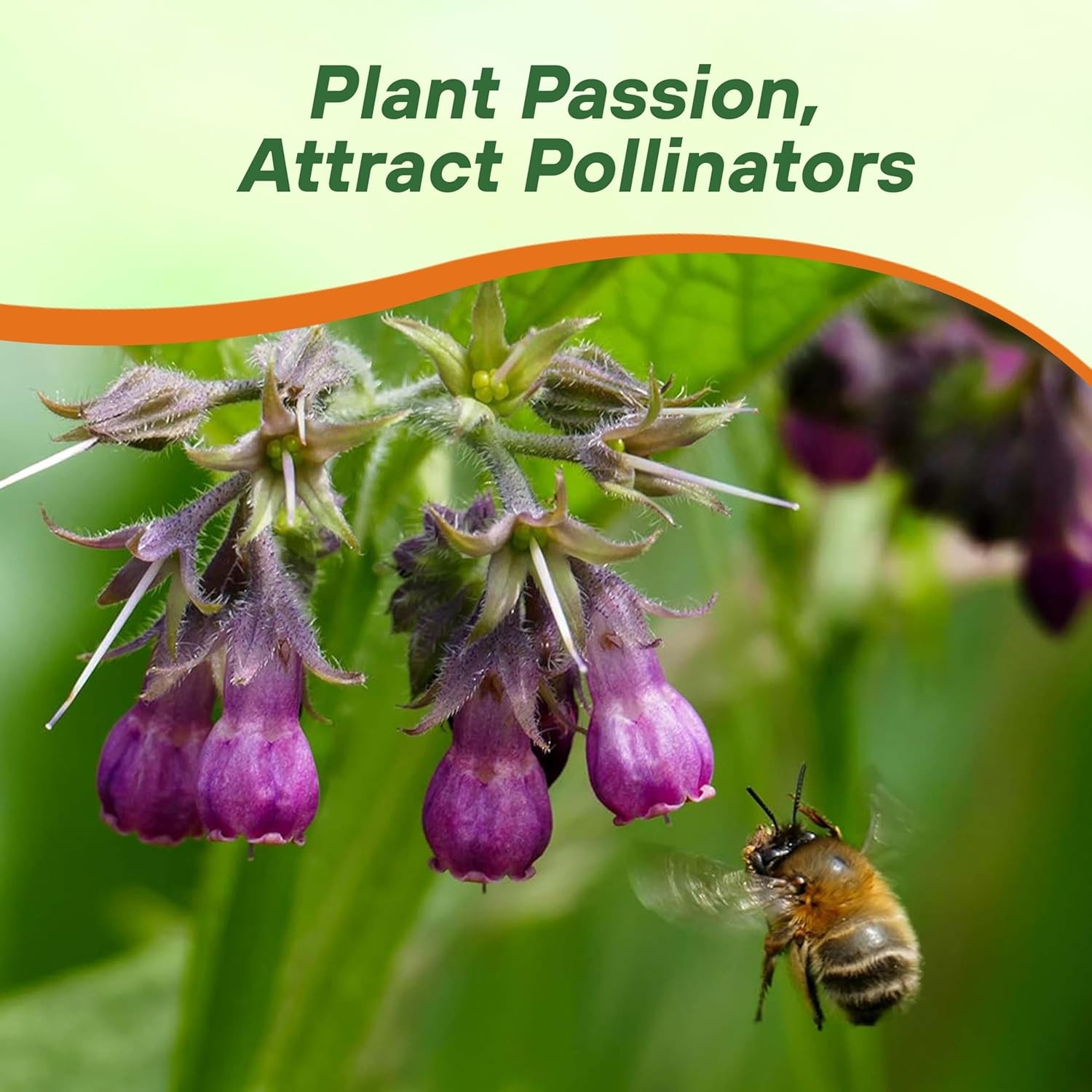 200 Seeds Symphytum Officinale Comfrey Herb Garden Plant Seeds For Planting
