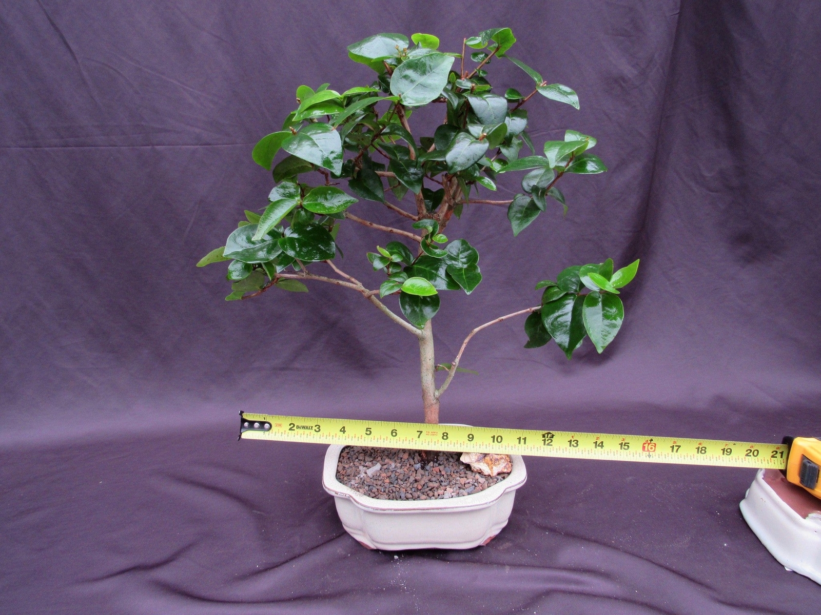 Surinam Cherry Bonsai Tree