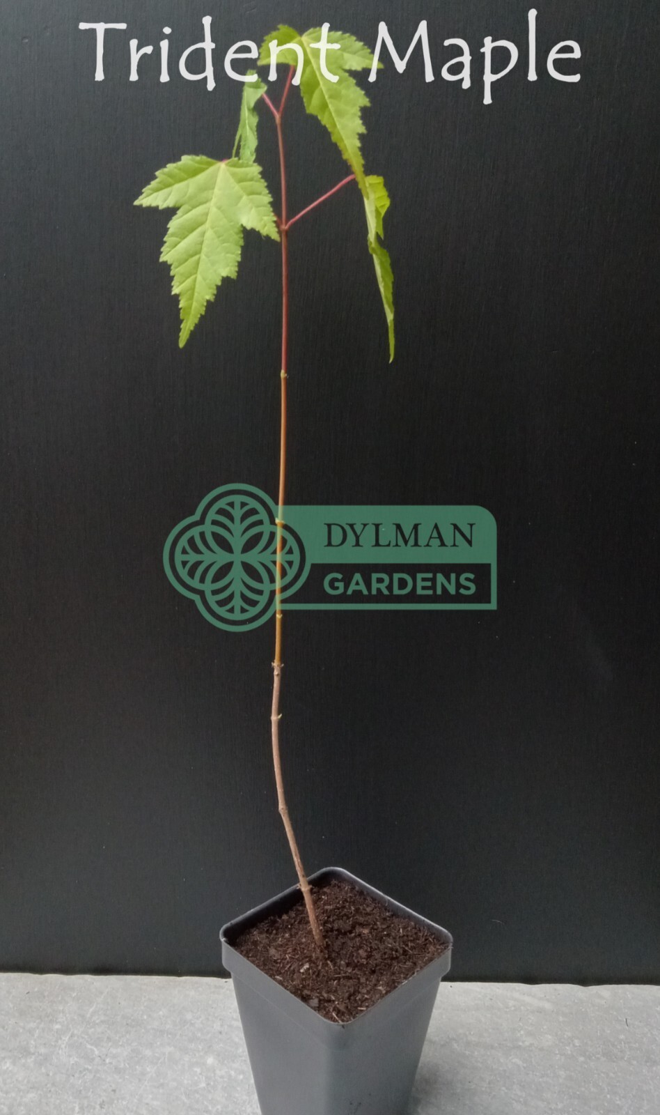 Trident Maple Tree (Acer buergerianum) – Bonsai – Live Plant – Multiple Sizes