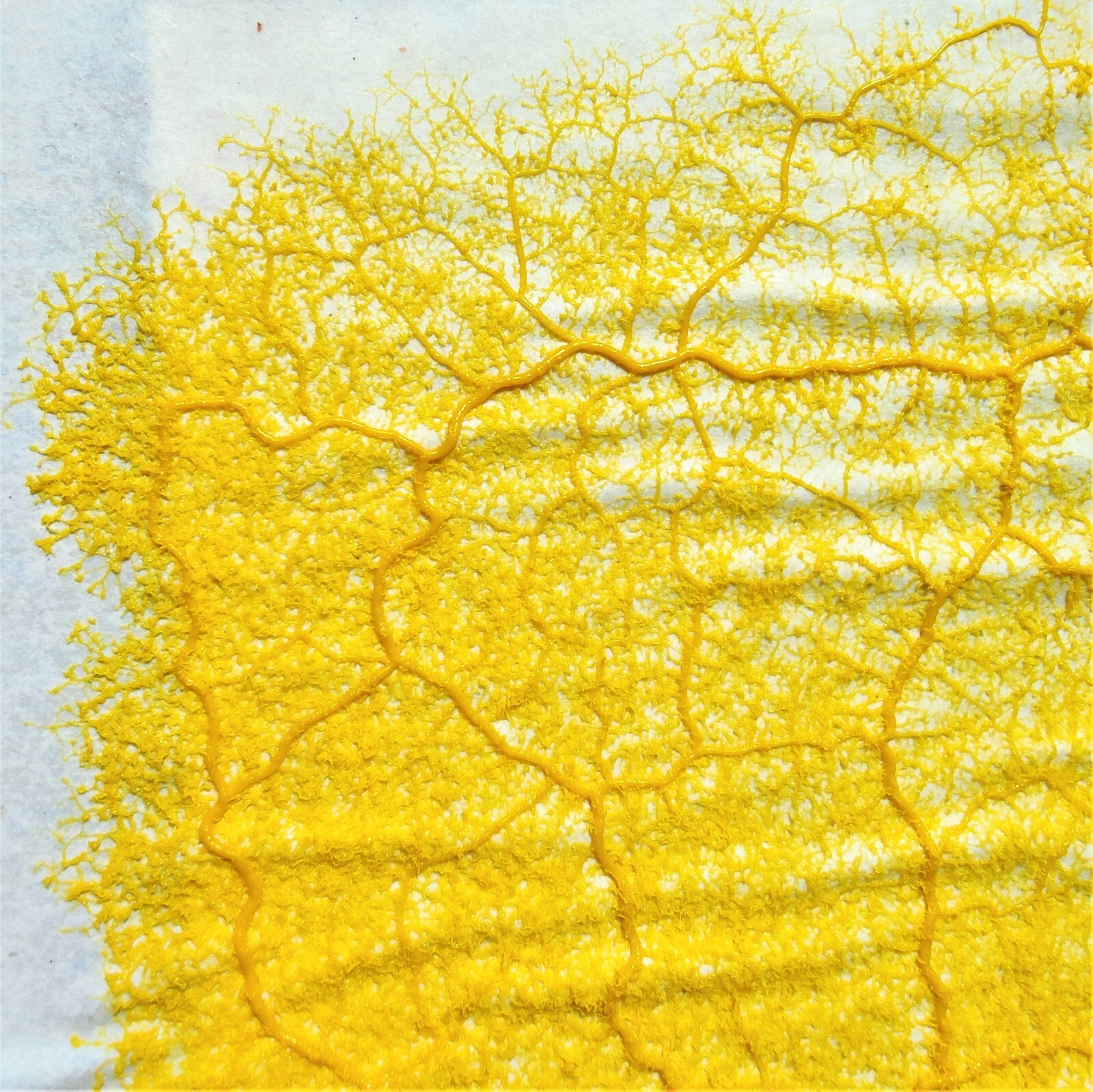 2x Physarum Polycephalum, Slime Mold, Blob, Slime Mushroom, High Quality
