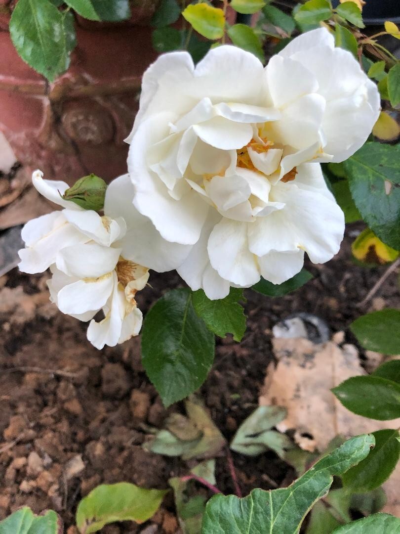 Very Fragrant Rosa Alba White Rose of York Shrub Rose- 3 Cuttings 6-8″ Long
