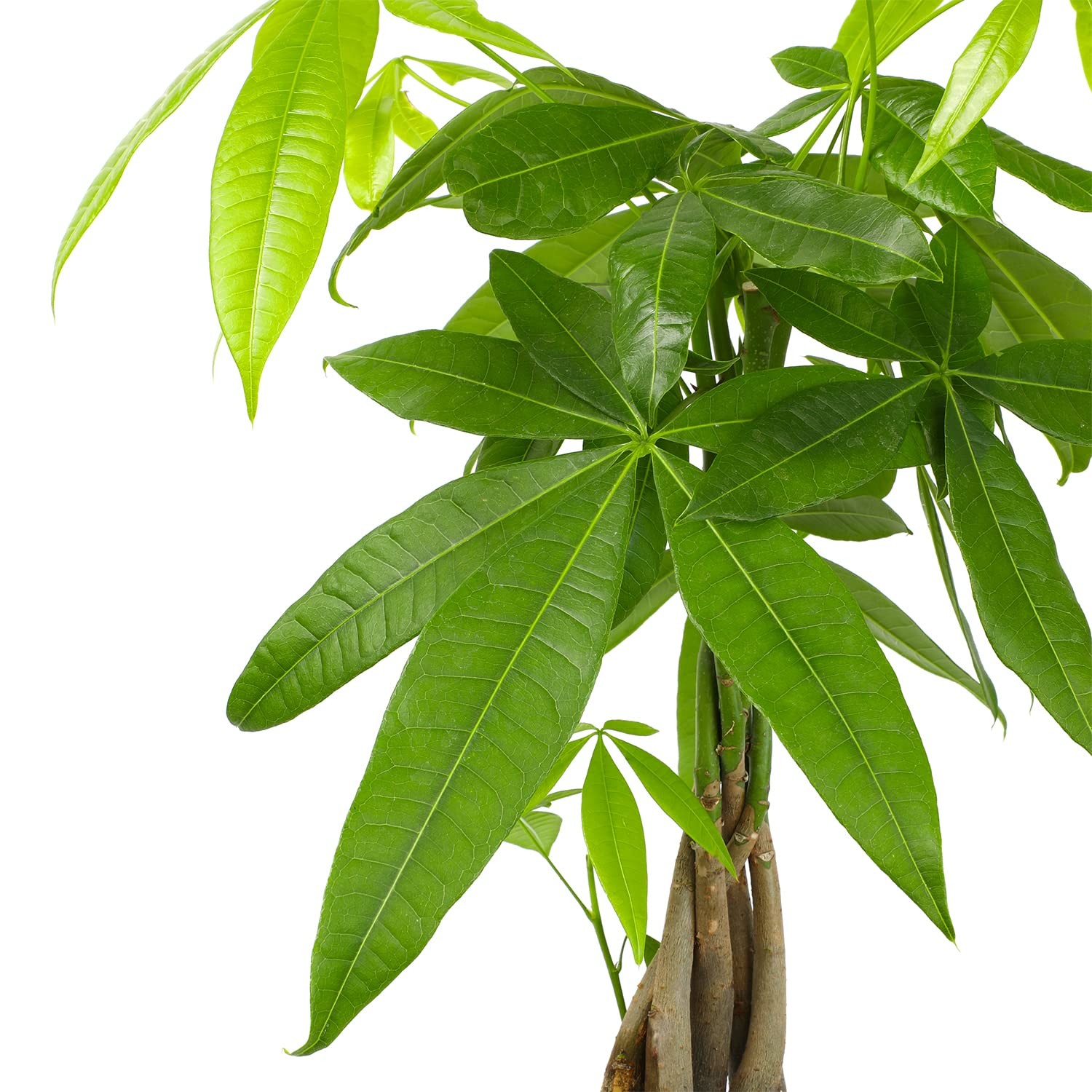 Live Money Tree Houseplant In 6 Grower Pot Air Purifying Pet Friendly Plant