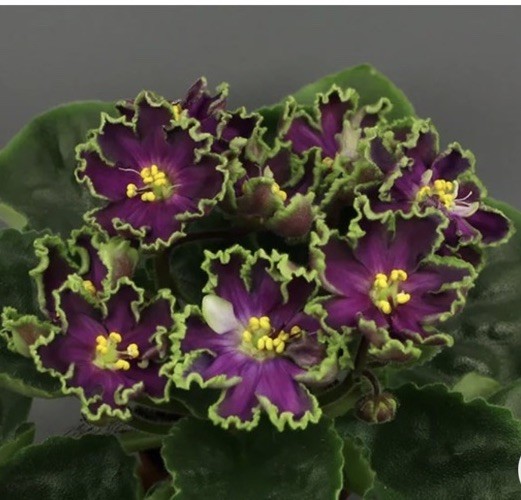 African Violet PLANT ~ AV- Polet Valkiriy(Ride of the Valkyries) Starter Rare