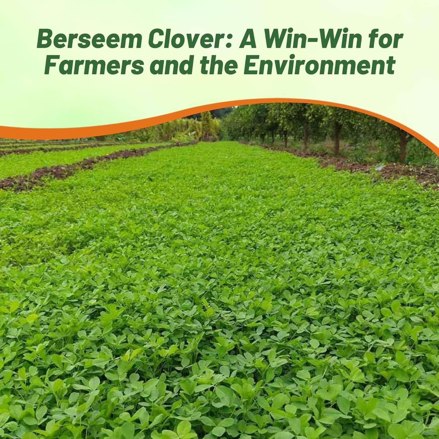 50 LBS Berseem Clover Seeds For Deer Food Plots, Cover Crops