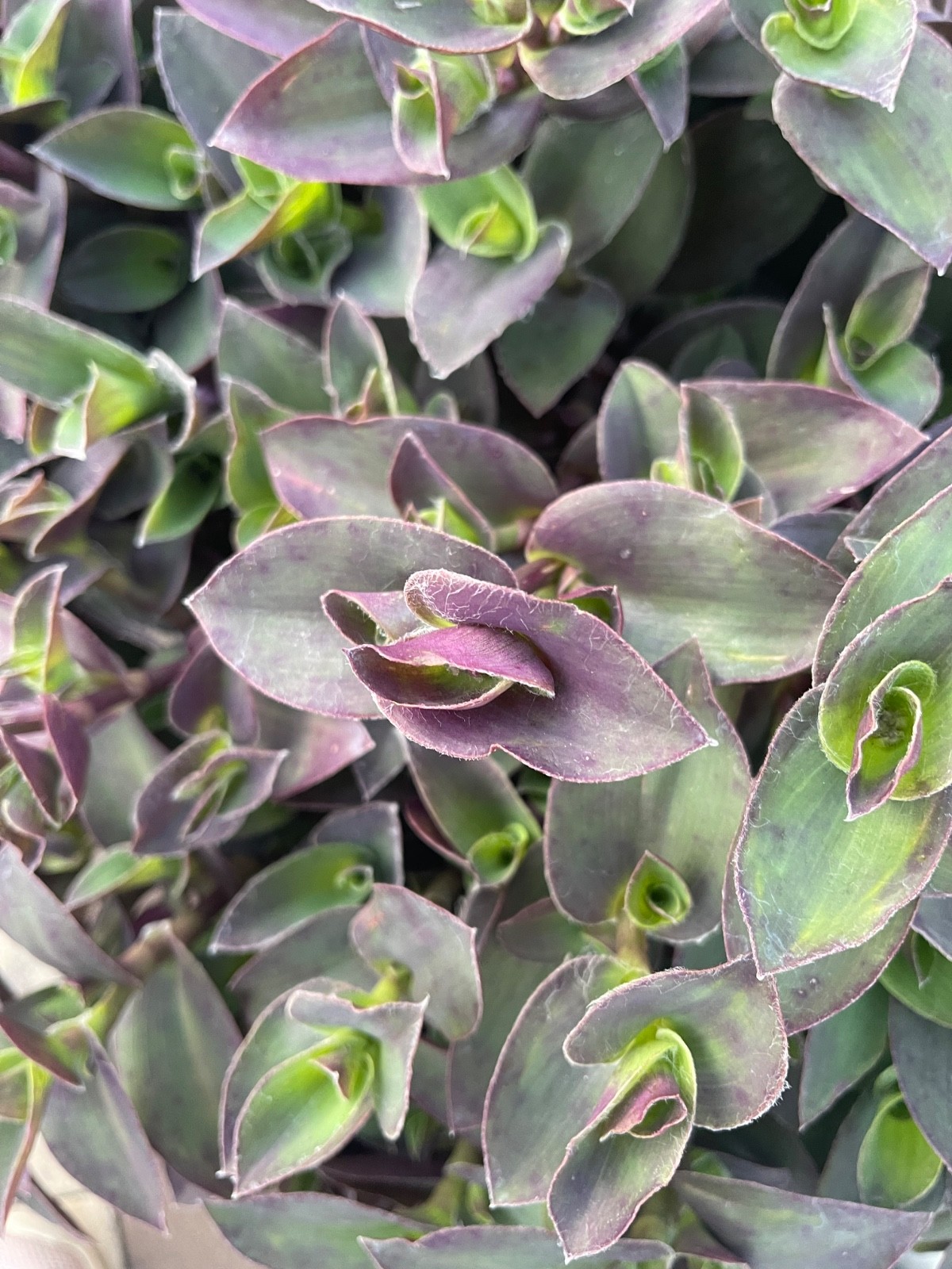 20 Fresh Tradescantia Cuttings–Rare Compact Purple-Green Mounding Variety