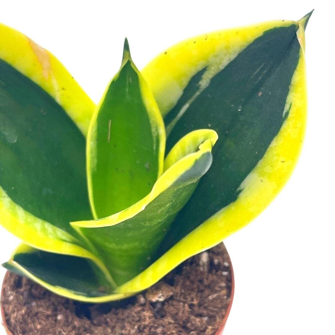 Black Gold Snakeplant, Green and Yellow Snake Plant, Variegated Sansevieria trif