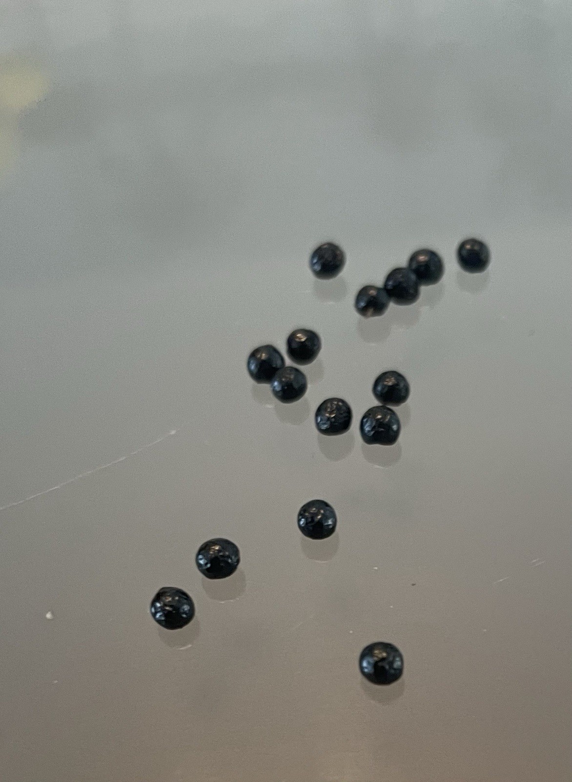 Zanthoxylum Fagara Wild Lime/Prickly-Ash Seeds, Giant Swallowtail Butterfly Host