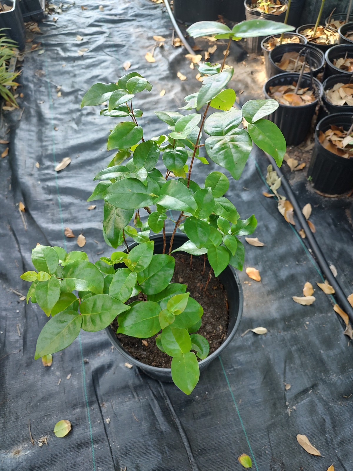 Surinam Cherry (3 Gallon Pot)