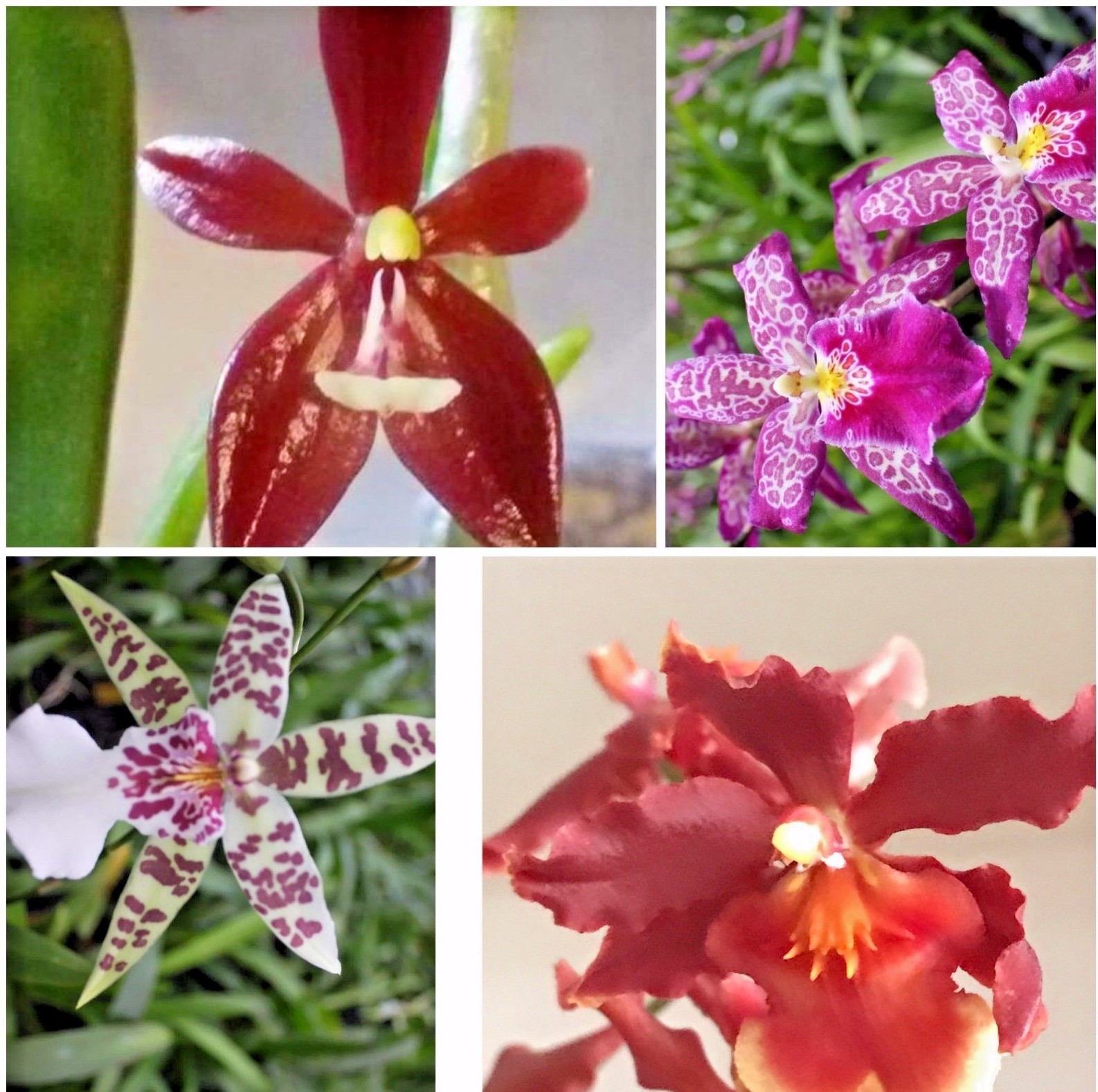 5+ Live Orchids (Cattleya,Oncidium,Dendrobium,Vanda,Phalaenopsis)