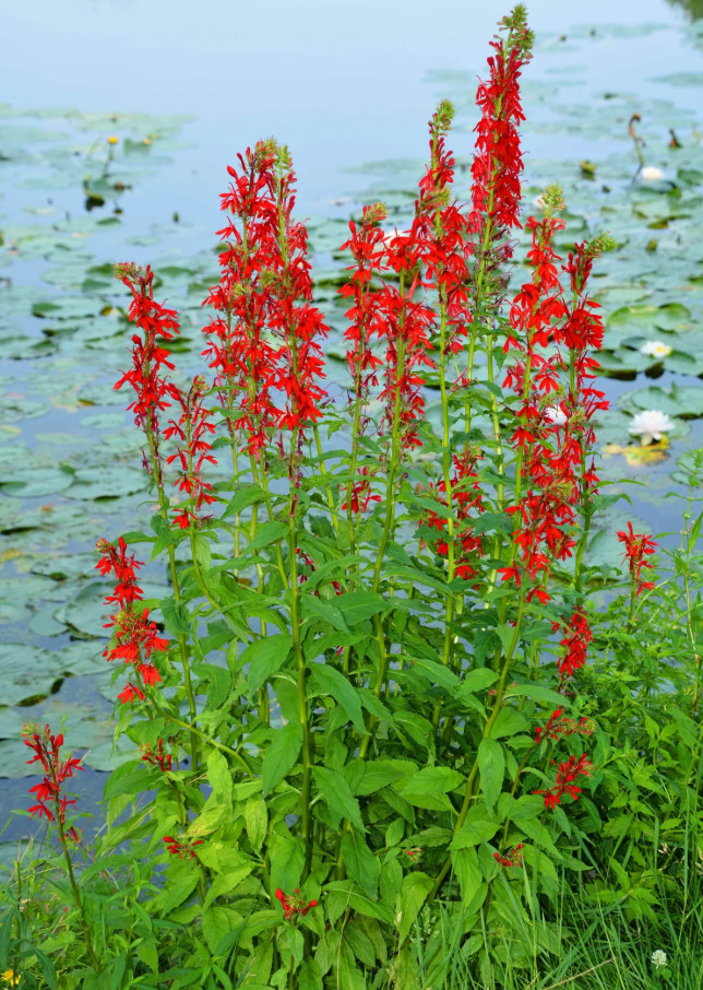 Red Cardinal Flower – 5 Roots Fresh – No Shipping to AK, HI, or PR