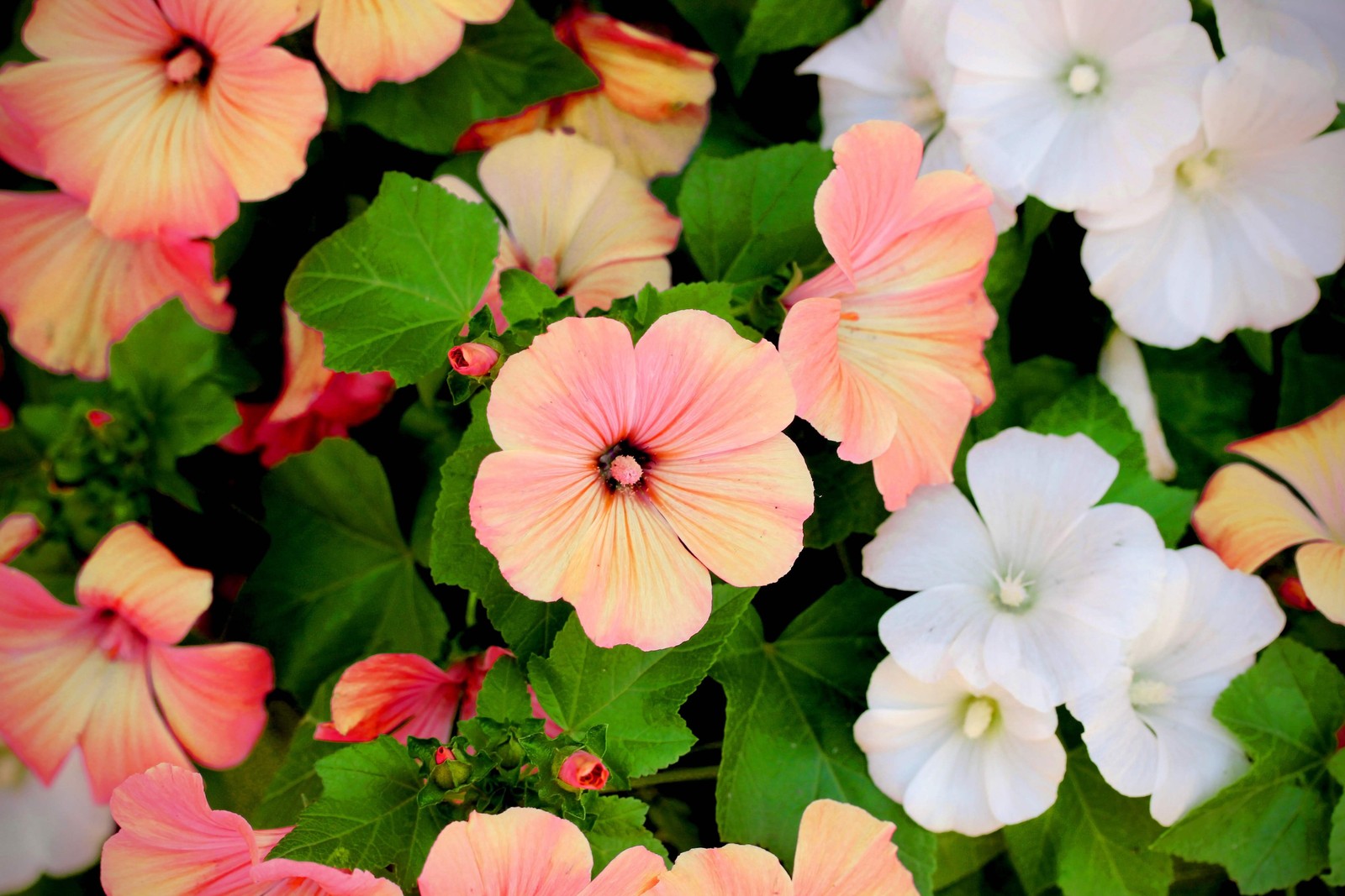 200 ROSE MALLOW (Bush Mallow) Hibiscus Lavatera Trimestris Flower Seeds