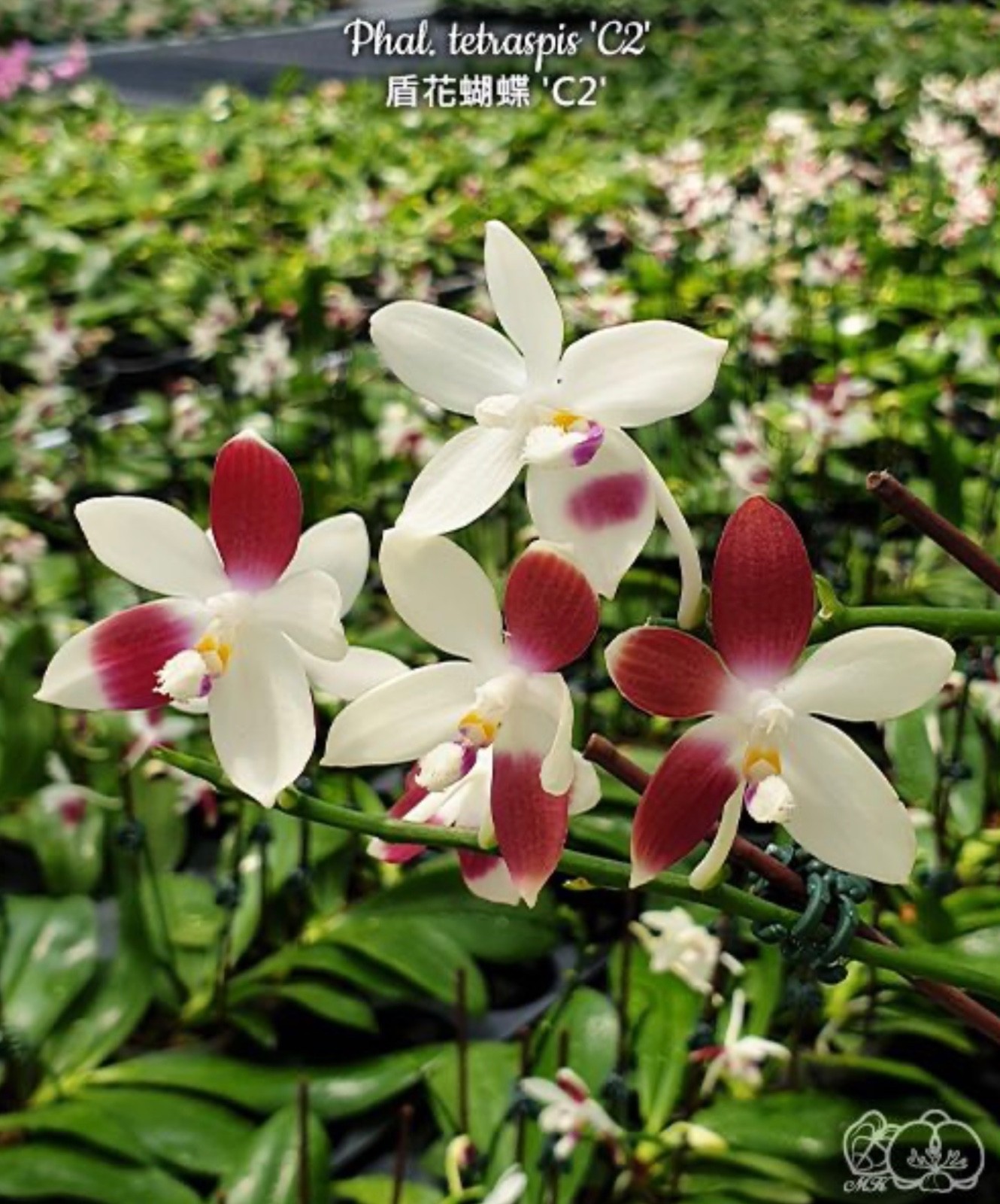 Phalaenopsis tetraspis ‘C2’ [IN SPIKE] [Fragrant]