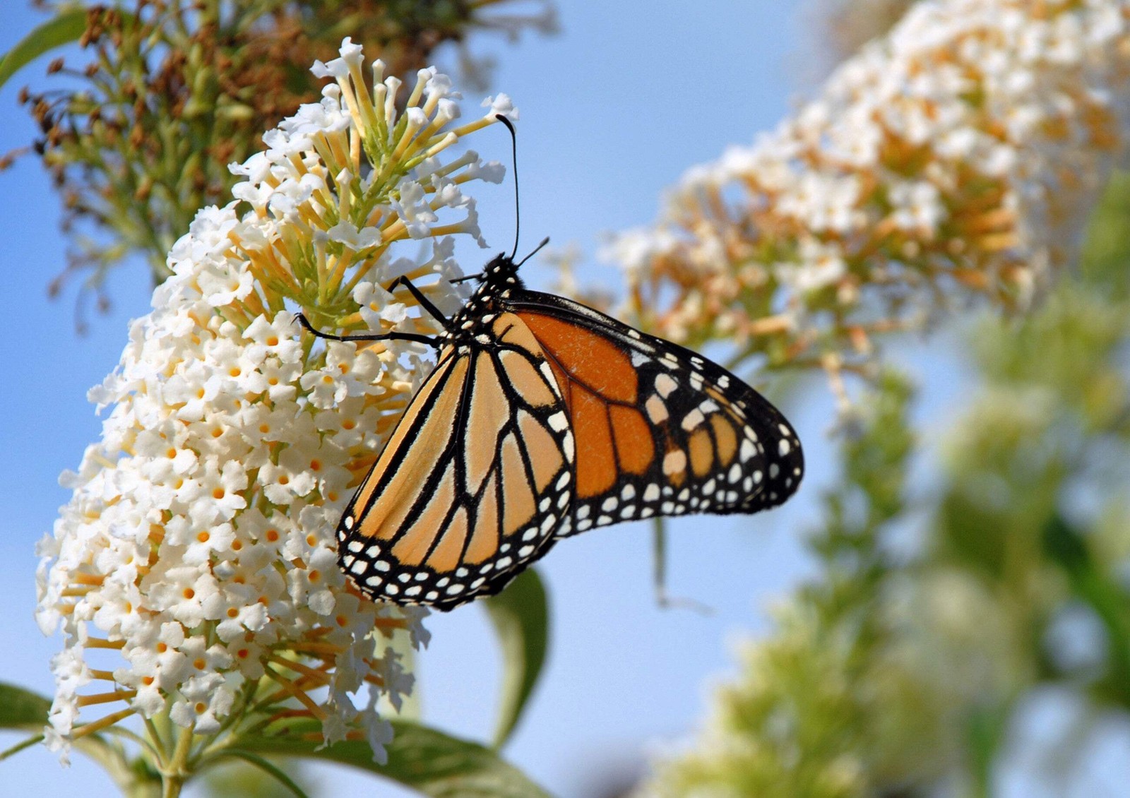 100 MIXED COLORS BUTTERFLY BUSH Buddleia Davidii Flower Seeds *Flat S/H