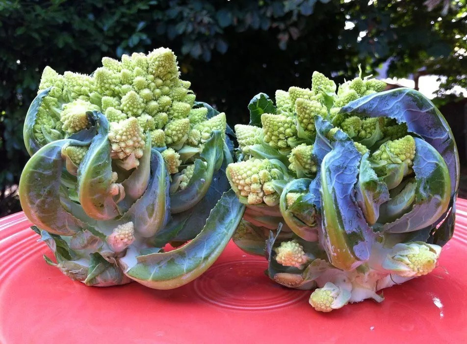 1000+ Romanesco Broccoli Seeds – NON GMO — HEIRLOOM – ORGANIC — FRESH