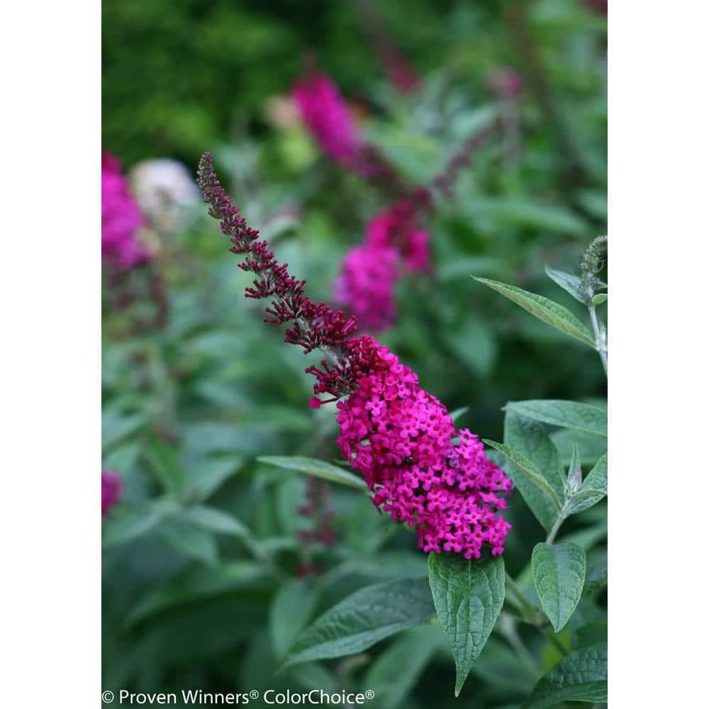 4.5 In. Qt. Miss Molly Butterfly Bush Buddleia Live Shrub Deep Pink Flowers New