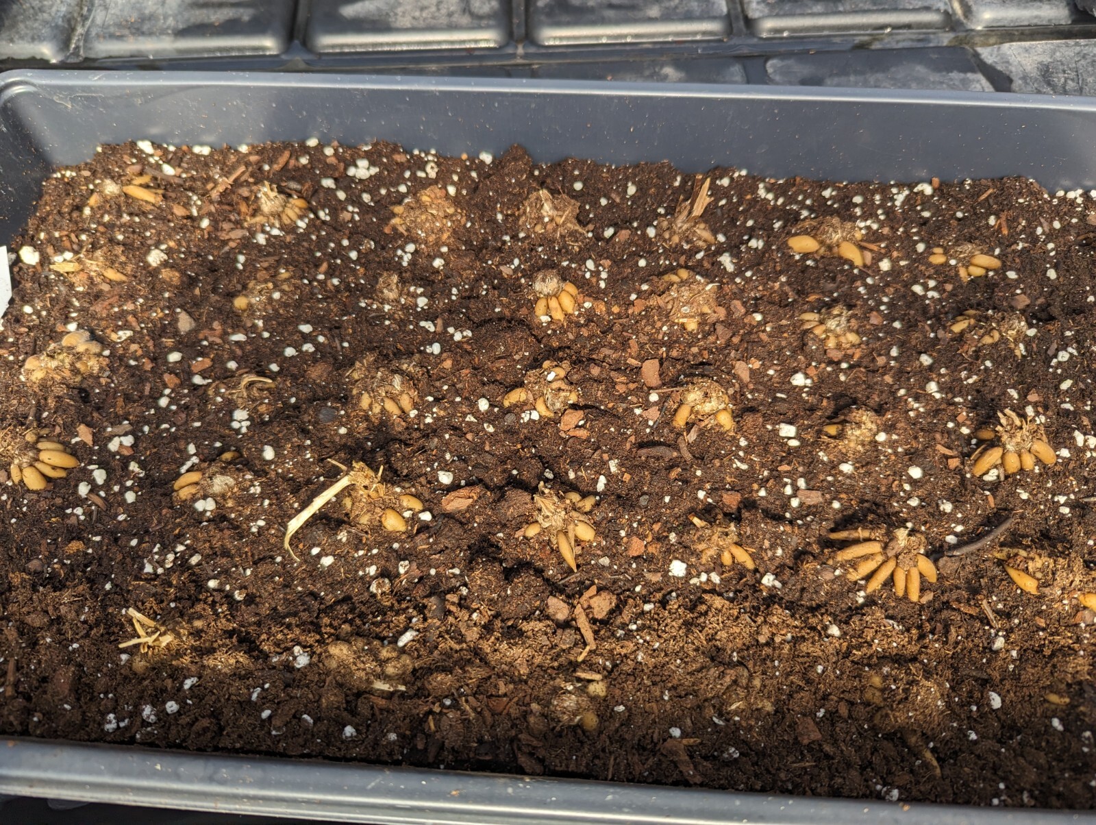 50 RANUNCULUS ORANGE SHADES BULBS