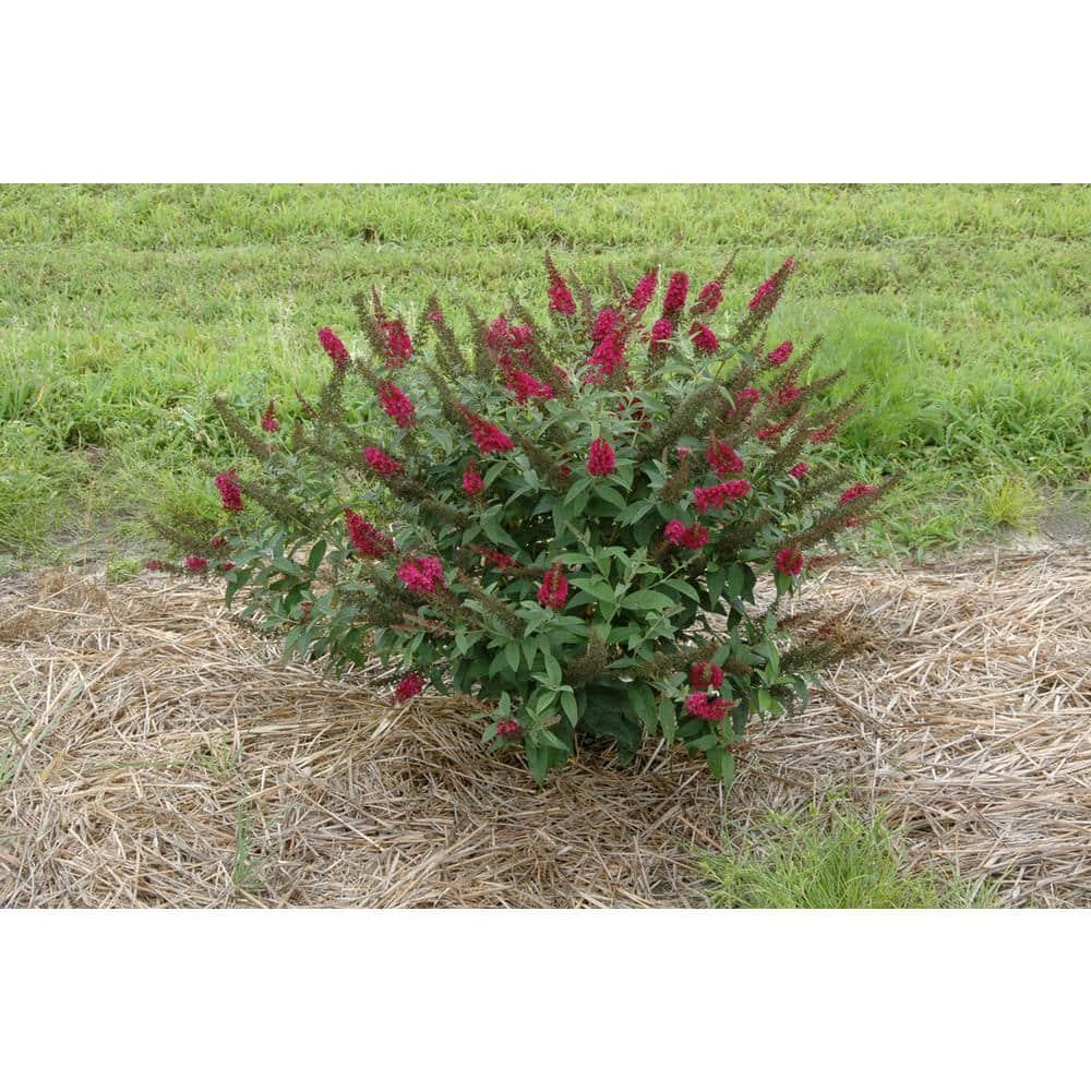 4.5 In. Qt. Miss Molly Butterfly Bush Buddleia Live Shrub Deep Pink Flowers New