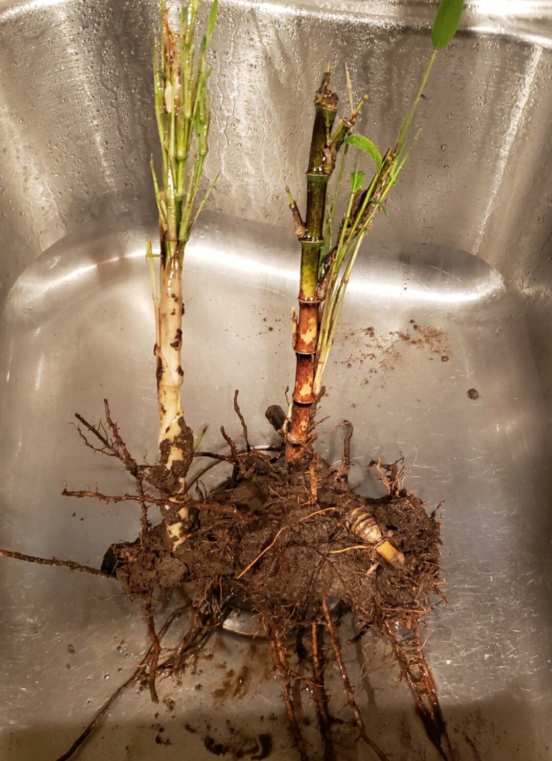 Bamboo Red Margin Phyllostachys Rubromarginata Bare Root Plant Rhizome Privacy