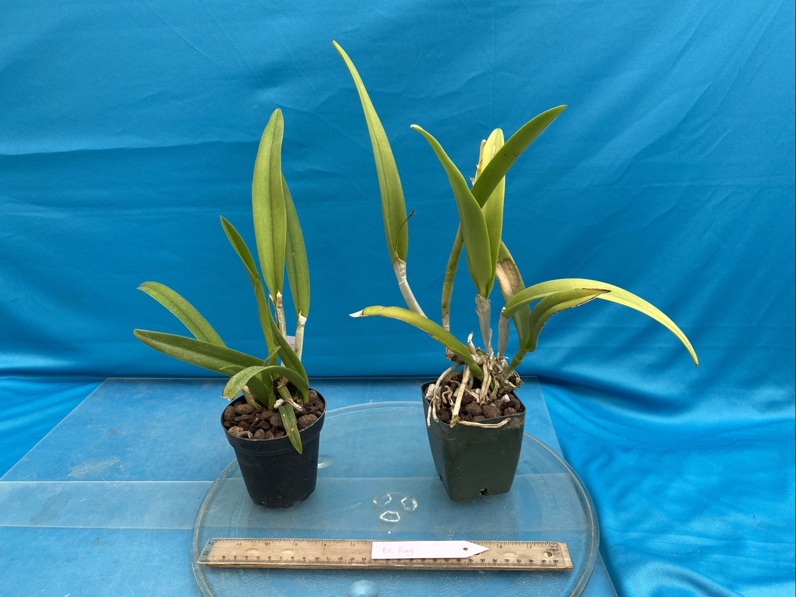 Brassocattleya Kay Purple White Fragrant Orchid Hybrid New Division 4” Pot
